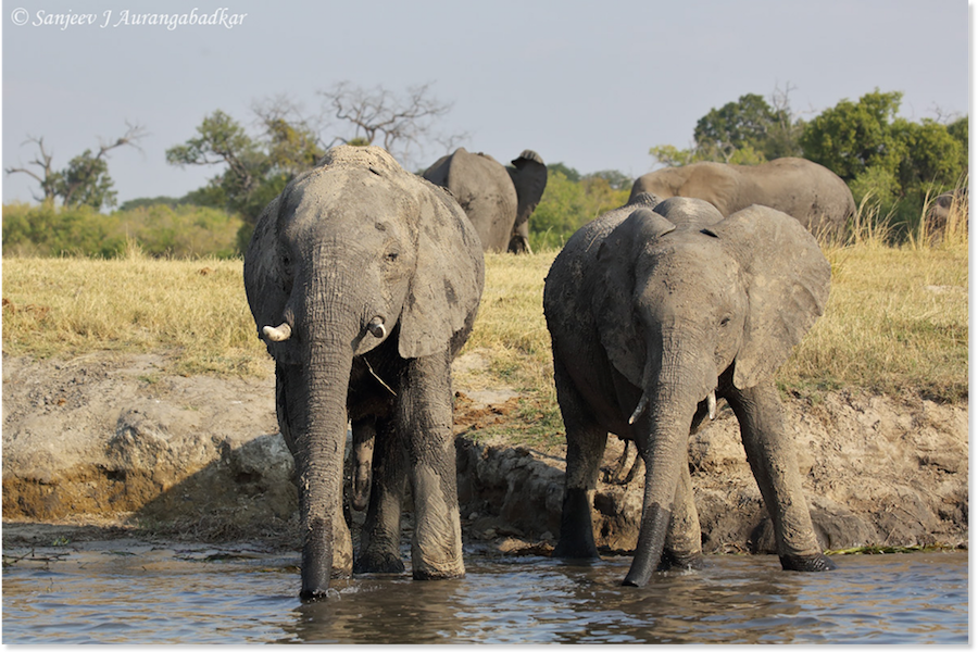 Elephants quenching thirst at waterhole