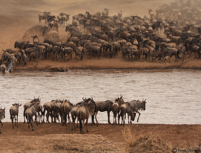 Great Migration, Kenya