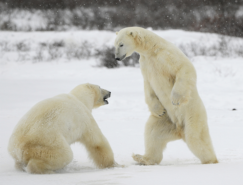 Polar Bears, Arctic