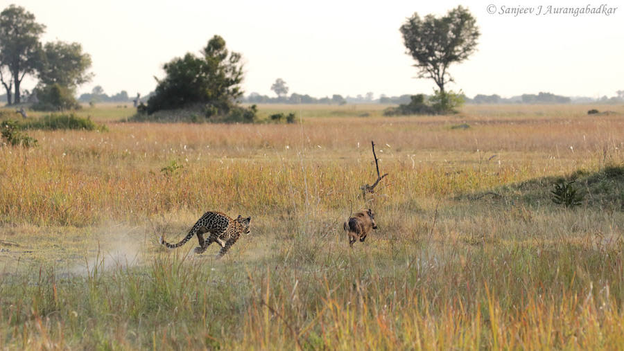 Leopard chasing warthog