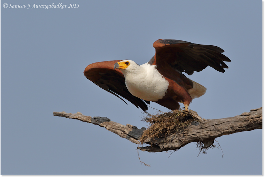 Eagle soaring
