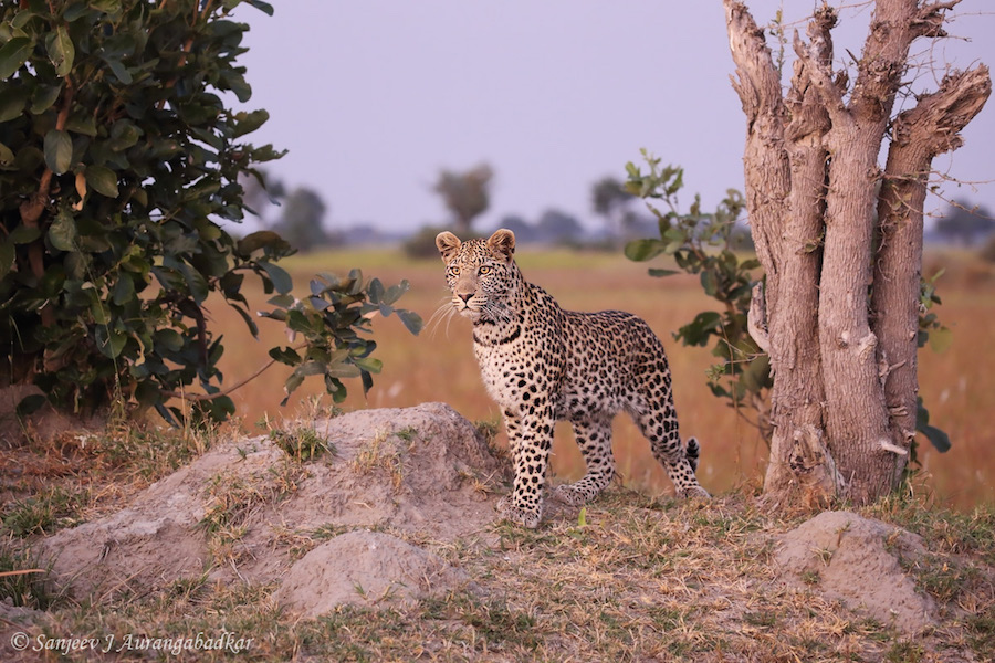 Curious Leopard