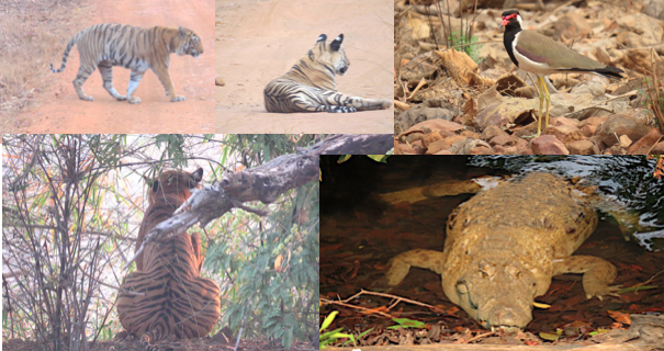 Tadoba Tiger Reserve