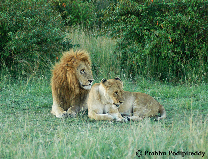 Lions, Tanzania