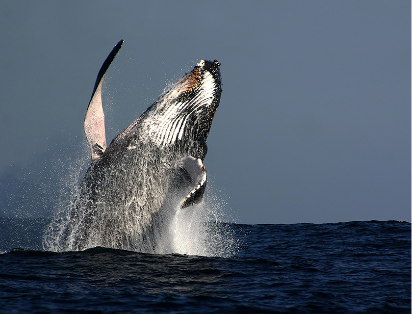 Blue Whale, Sri Lanka