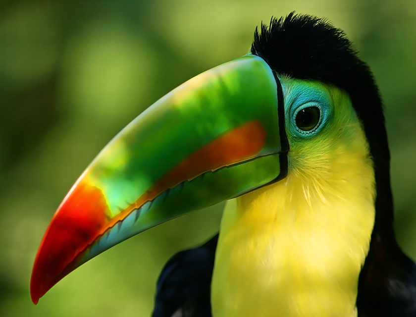 Toucan, Costarica