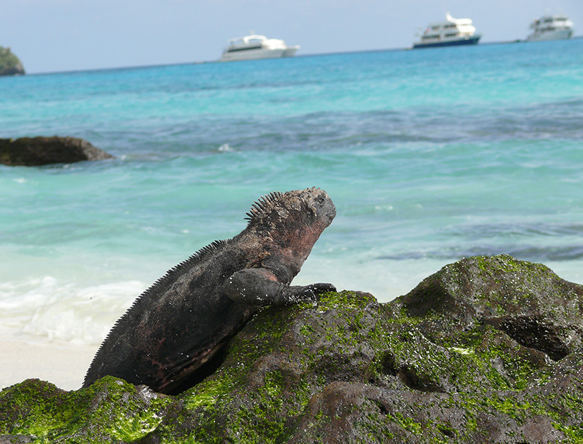 Iguana, Galapagos