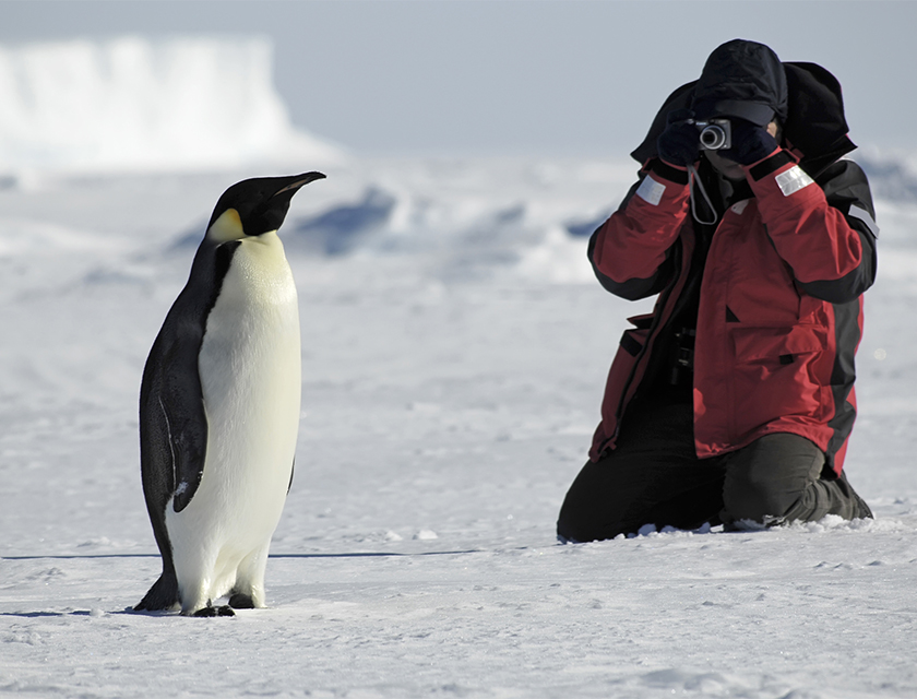 King Penguin, Antarctica