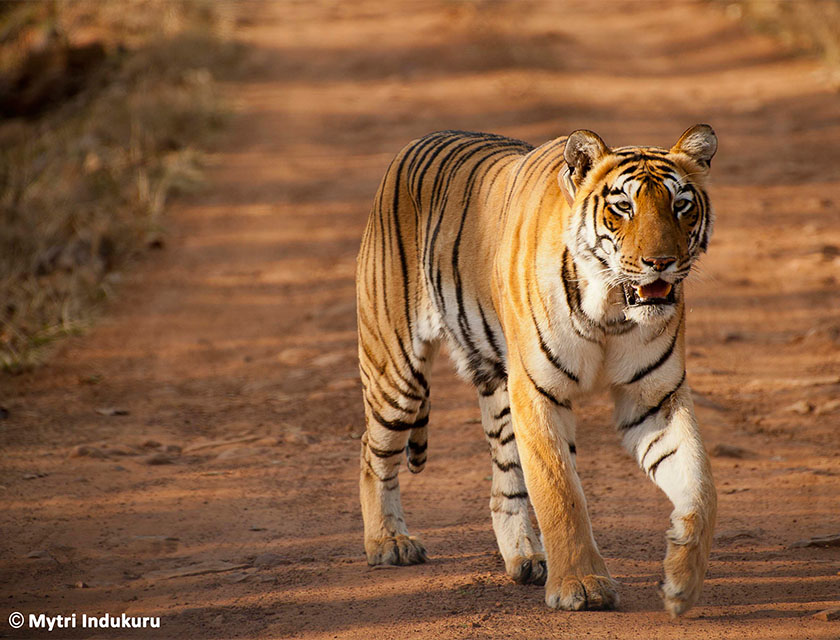 Tiger, India